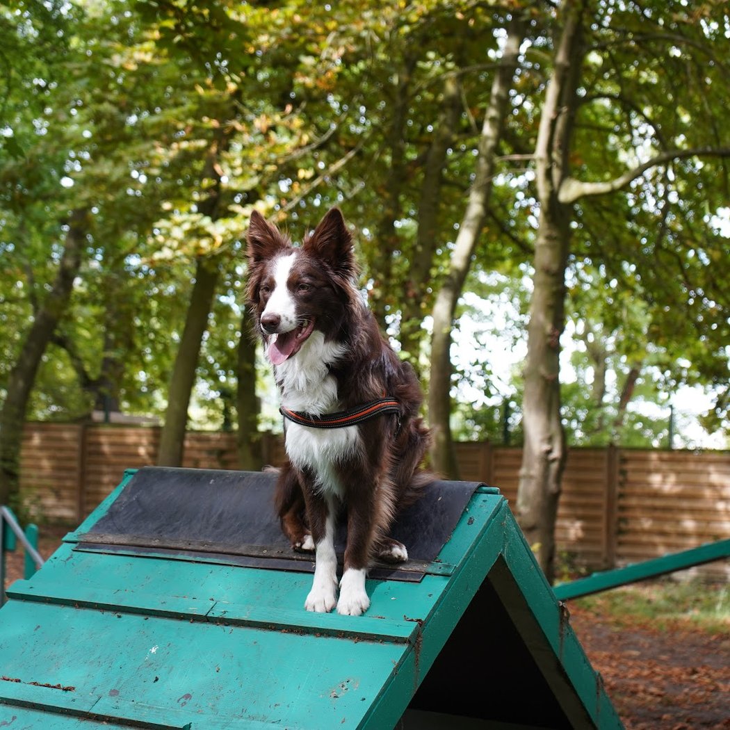 Club Canin de Clichy sous Bois 1
